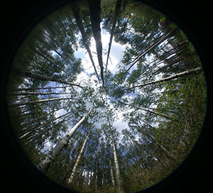 The view from a wireless optical sensor measuring continuous light interception in a boreal forest stand