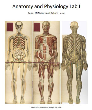 anatomy and physiology lab manual