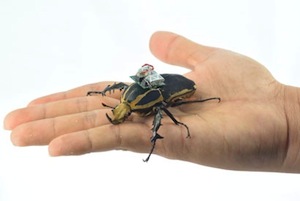 An international team of scientists are using miniature radios to control the flight of beetles.