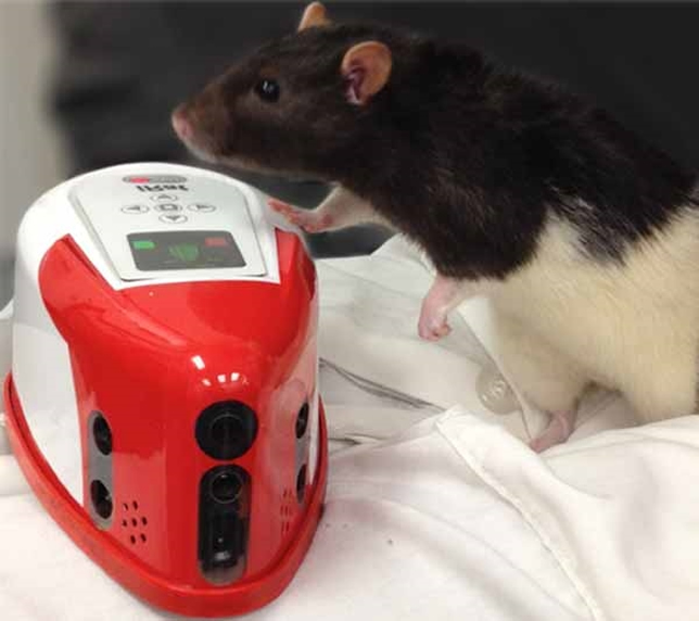 iRat, a robotic rodent, may help researchers better understand robotic/human interaction. Photo by Andrea Chiba