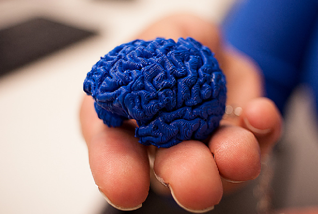 Students in the Brain3M program each receive their own 3D printed model of the human brain so they can closely examine it themselves.
