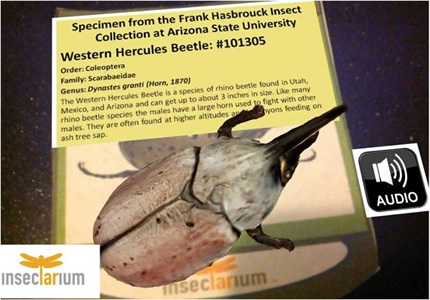 Some of the specimens to be digitized with the NSF project have remained untouched — and unseen — for 100 to 200 years.